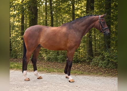 Oldenbourg, Hongre, 13 Ans, 179 cm, Bai