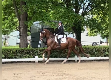 Oldenbourg, Hongre, 14 Ans, 170 cm, Alezan brûlé