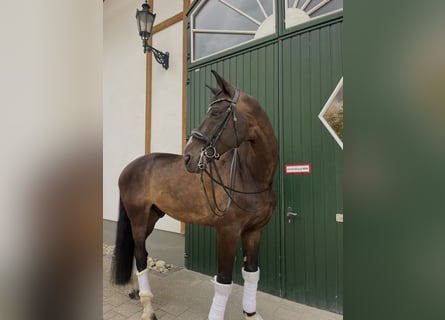Oldenbourg, Hongre, 14 Ans