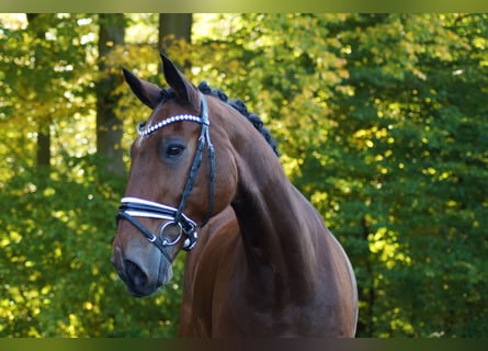 Oldenbourg, Hongre, 15 Ans, 172 cm, Bai