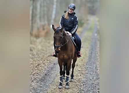 Oldenbourg, Hongre, 16 Ans, 170 cm, Bai