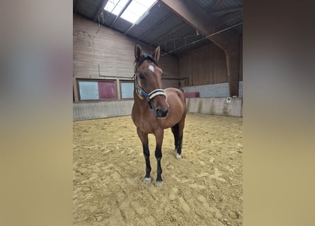 Oldenbourg, Hongre, 17 Ans, 174 cm, Bai