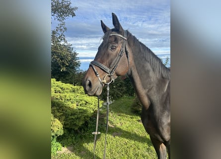 Oldenbourg, Hongre, 18 Ans, 170 cm, Bai brun