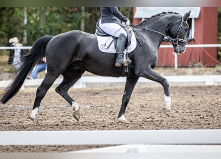 Oldenbourg, Hongre, 18 Ans, 170 cm, Noir
