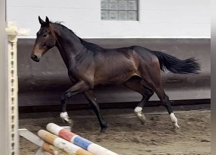 Oldenbourg, Hongre, 1 Année, 170 cm, Bai brun