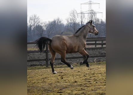 Oldenbourg, Hongre, 2 Ans, 164 cm, Buckskin