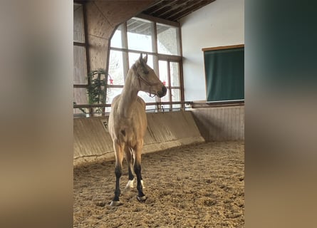 Oldenbourg, Hongre, 2 Ans, 164 cm, Buckskin