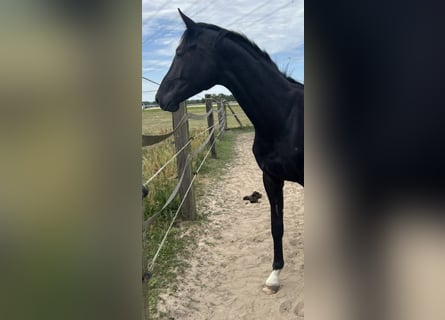 Oldenbourg, Hongre, 2 Ans, 170 cm, Bai brun foncé