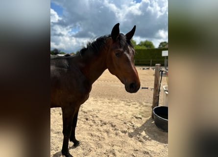 Oldenbourg, Hongre, 2 Ans, 172 cm, Bai brun