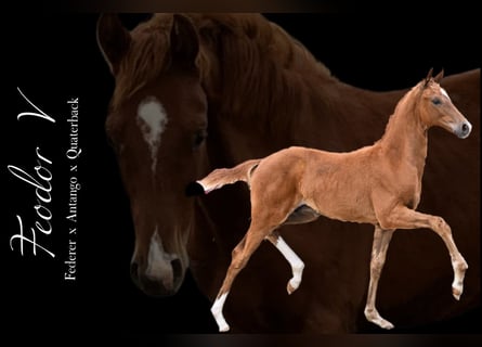 Oldenbourg, Hongre, 2 Ans, Alezan
