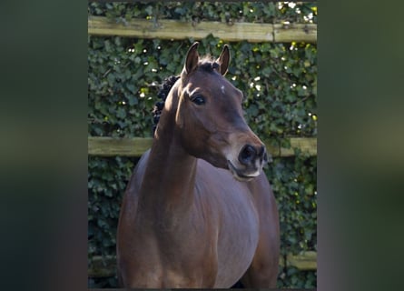 Oldenbourg, Hongre, 3 Ans, 135 cm, Bai