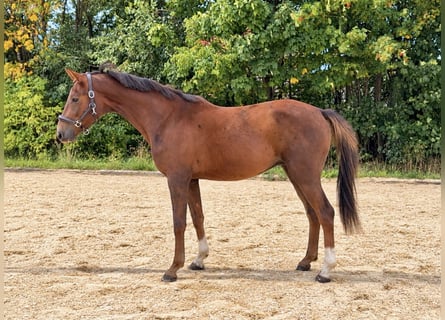 Oldenbourg, Hongre, 3 Ans, 160 cm, Alezan brûlé