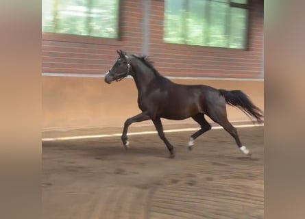 Oldenbourg, Hongre, 3 Ans, 160 cm, Noir