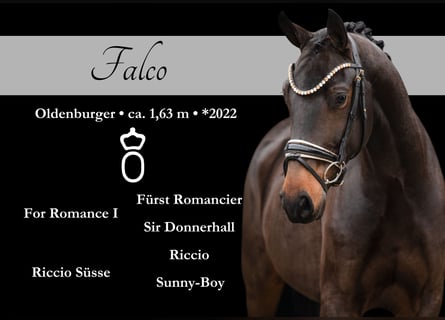 Oldenbourg, Hongre, 3 Ans, 163 cm, Bai brun foncé