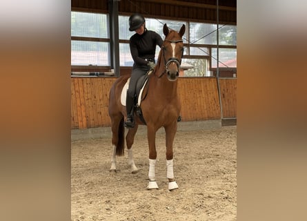 Oldenbourg, Hongre, 3 Ans, 164 cm, Alezan