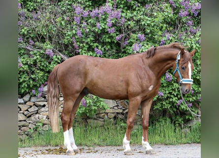 Oldenbourg, Hongre, 3 Ans, 165 cm, Alezan