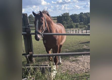 Oldenbourg, Hongre, 3 Ans, 165 cm, Alezan
