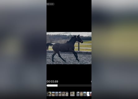 Oldenbourg, Hongre, 3 Ans, 165 cm, Bai brun