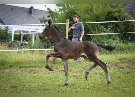 Oldenbourg, Hongre, 3 Ans, 165 cm, Bai brun foncé