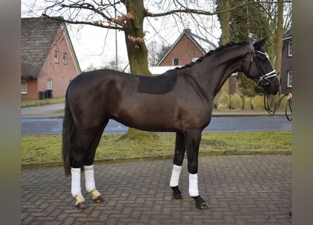 Oldenbourg, Hongre, 3 Ans, 165 cm, Noir