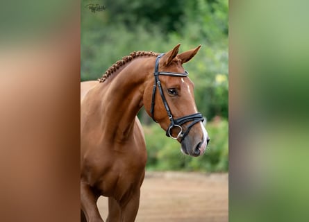 Oldenbourg, Hongre, 3 Ans, 166 cm, Alezan