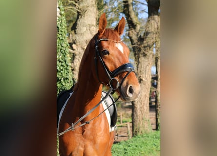 Oldenbourg, Hongre, 3 Ans, 166 cm, Alezan