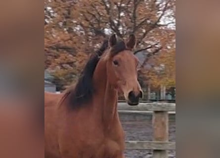 Oldenbourg, Hongre, 3 Ans, 166 cm, Bai