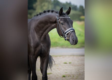 Oldenbourg, Hongre, 3 Ans, 166 cm, Noir