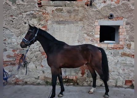 Oldenbourg, Hongre, 3 Ans, 167 cm, Bai brun foncé