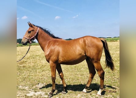 Oldenbourg, Hongre, 3 Ans, 167 cm, Bai clair