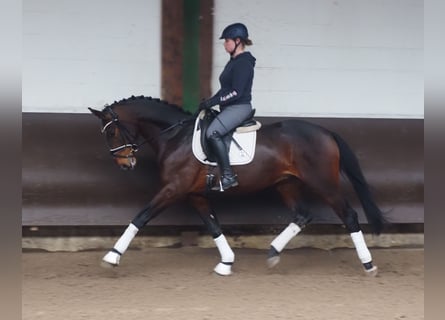 Oldenbourg, Hongre, 3 Ans, 168 cm, Bai brun