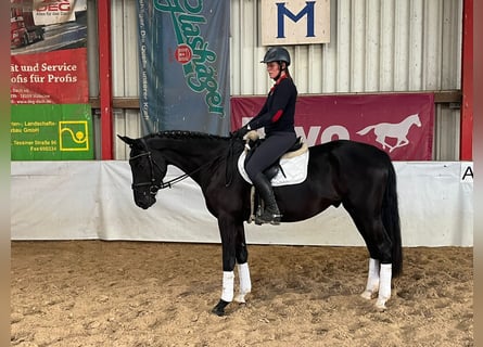 Oldenbourg, Hongre, 3 Ans, 168 cm, Noir