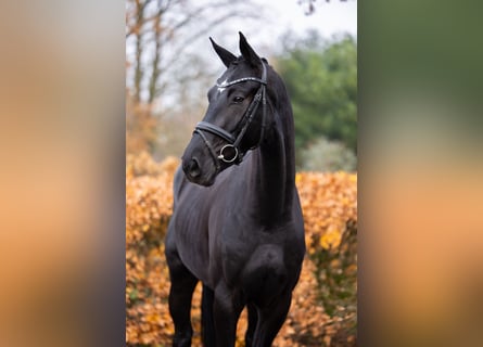 Oldenbourg, Hongre, 3 Ans, 168 cm, Noir