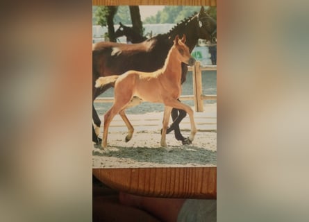 Oldenbourg, Hongre, 3 Ans, 170 cm, Alezan
