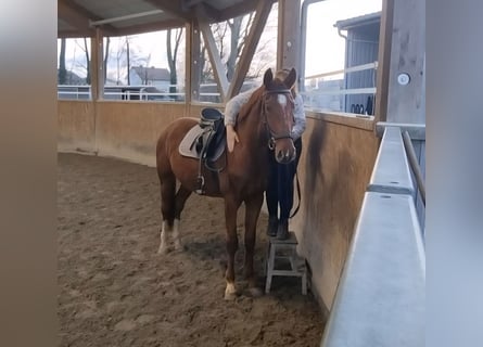 Oldenbourg, Hongre, 3 Ans, 170 cm, Alezan