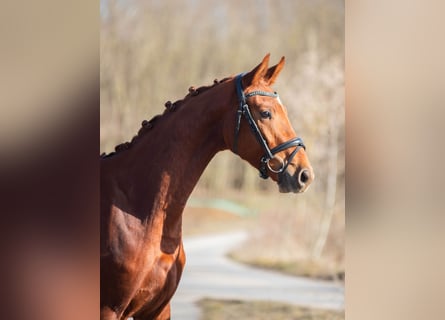 Oldenbourg, Hongre, 3 Ans, 170 cm, Alezan