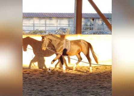 Oldenbourg, Hongre, 3 Ans, 170 cm, Bai brun