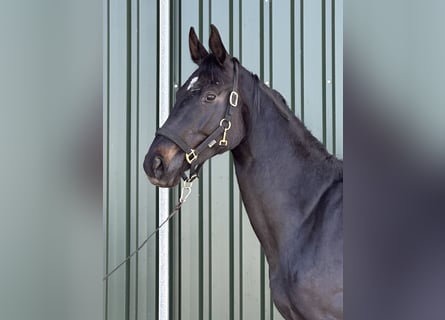 Oldenbourg, Hongre, 3 Ans, 170 cm, Noir