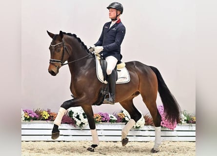 Oldenbourg, Hongre, 3 Ans, 171 cm, Bai brun
