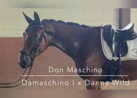 Oldenbourg, Hongre, 3 Ans, 174 cm, Bai