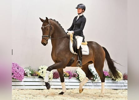 Oldenbourg, Hongre, 3 Ans, 174 cm, Bai