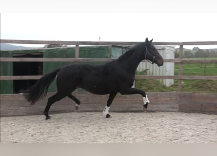 Oldenbourg, Hongre, 3 Ans, 176 cm, Bai brun