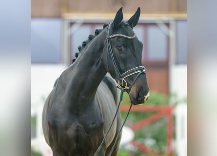 Oldenbourg, Hongre, 3 Ans, Bai brun foncé