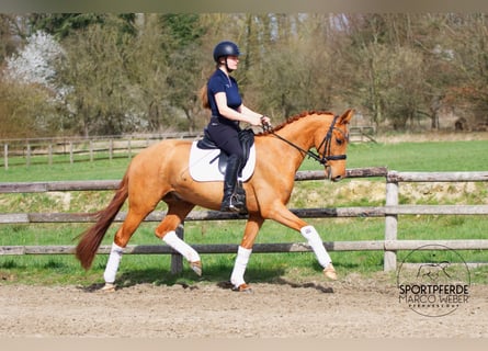 Oldenbourg, Hongre, 4 Ans, 158 cm, Alezan