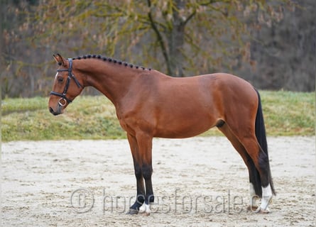 Oldenbourg, Hongre, 4 Ans, 161 cm, Bai