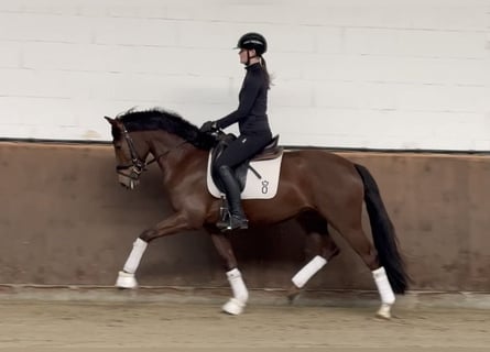 Oldenbourg, Hongre, 4 Ans, 162 cm, Alezan brûlé