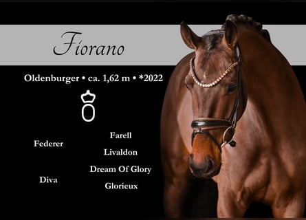 Oldenbourg, Hongre, 4 Ans, 162 cm, Bai brun