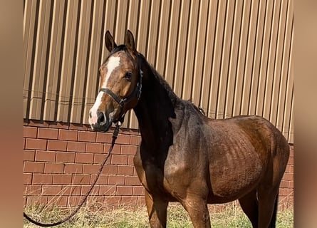 Oldenbourg, Hongre, 4 Ans, 164 cm, Bai
