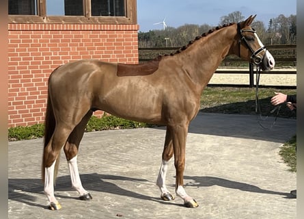 Oldenbourg, Hongre, 4 Ans, 165 cm, Alezan