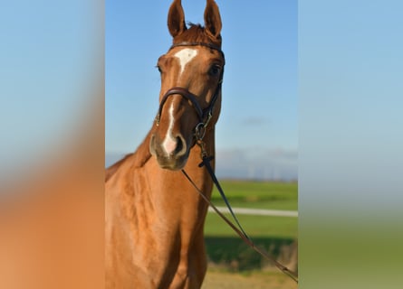 Oldenbourg, Hongre, 4 Ans, 165 cm, Alezan